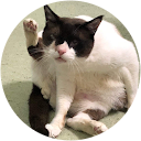 まねきねこまさお まねきねこまさお